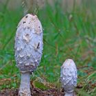 Schopf-Tintling/ Coprinus comatus