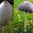 Schopf-Tintling (Coprinus comatus)