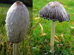 Schopf-Tintling (Coprinus comatus)