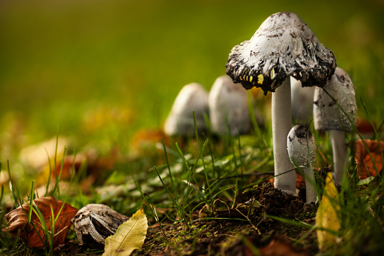 Schopf  Tintling (Coprinus comatus) I