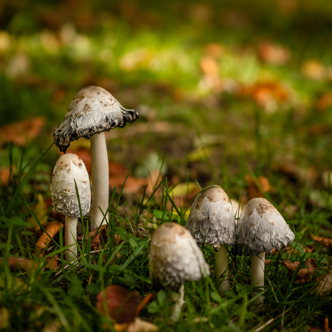 Schopf Tintling (Coprinus comatus) II