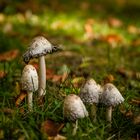 Schopf Tintling (Coprinus comatus) II