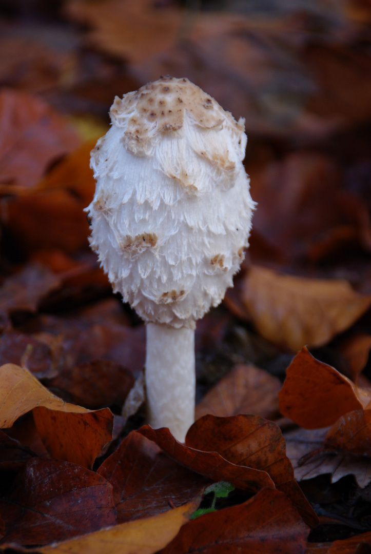 - Schopf - Tintling  - .  eine  Leuchte im trüben Herbstwald