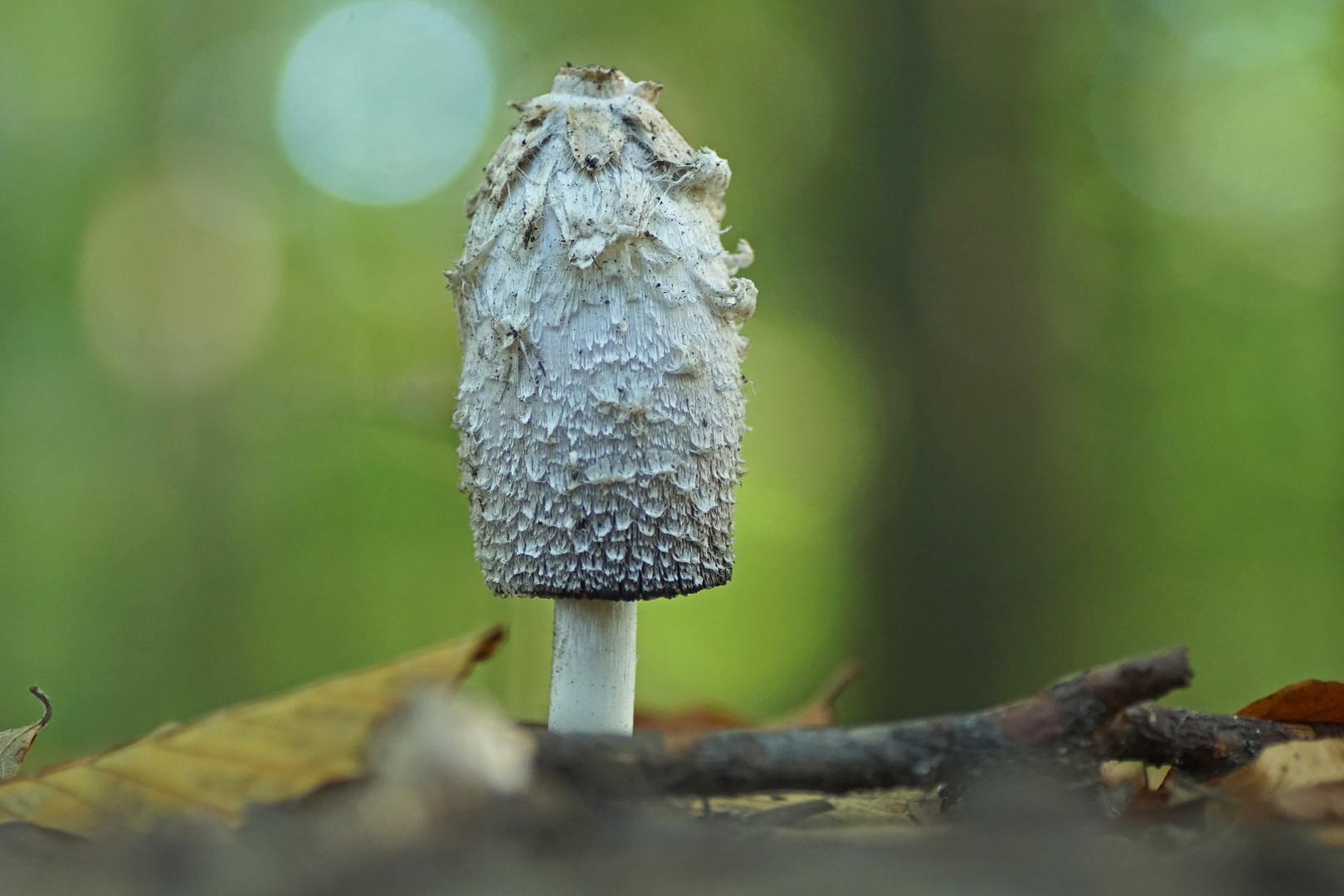 Schopf-Tintling oder auch Spargelpilz (Coprinus comatus)