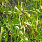 Schopf-Trauben-Hyazinthe (Muscari comosum)