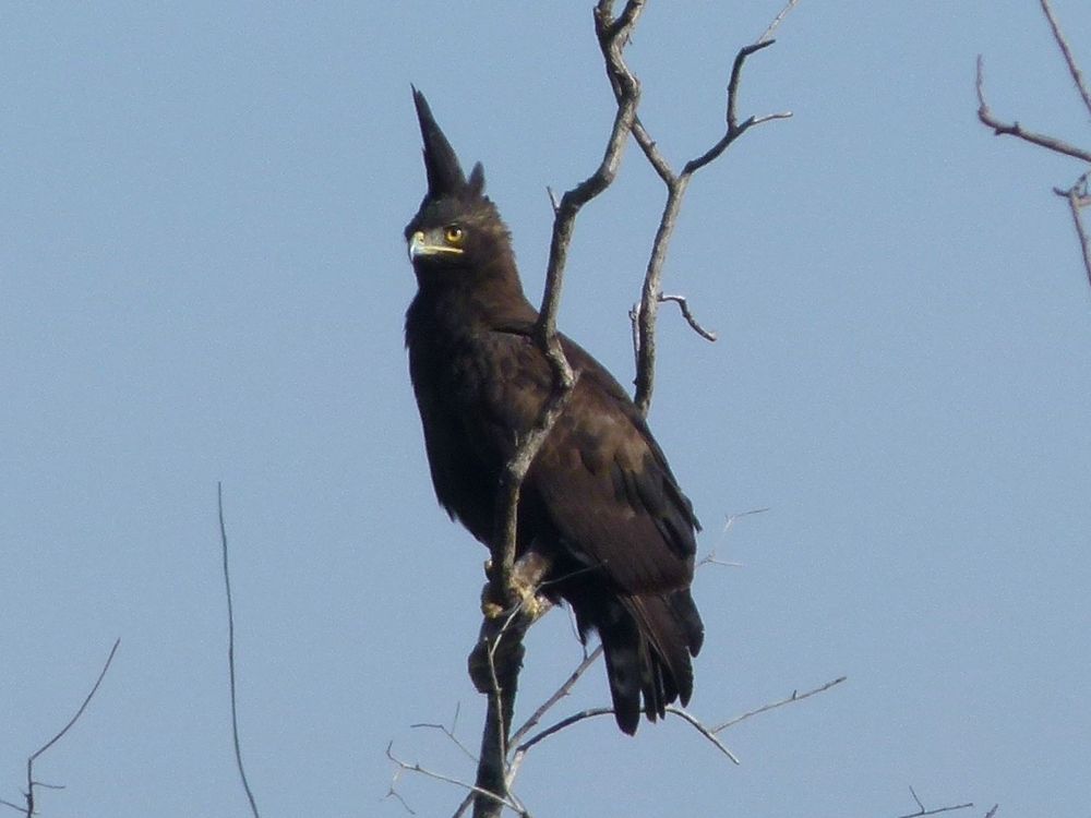 Schopfadler im Lake Nakuro Nationalpark