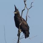 Schopfadler im Lake Nakuro Nationalpark