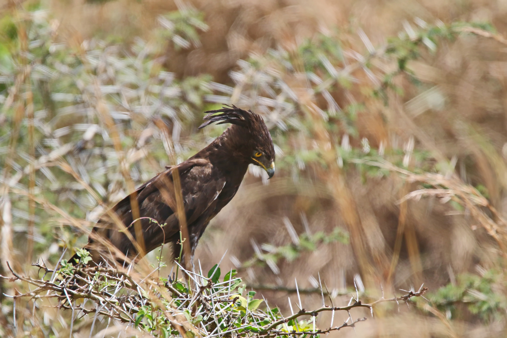 Schopfadler (Lophaetus occipitalis) + 1 Bild