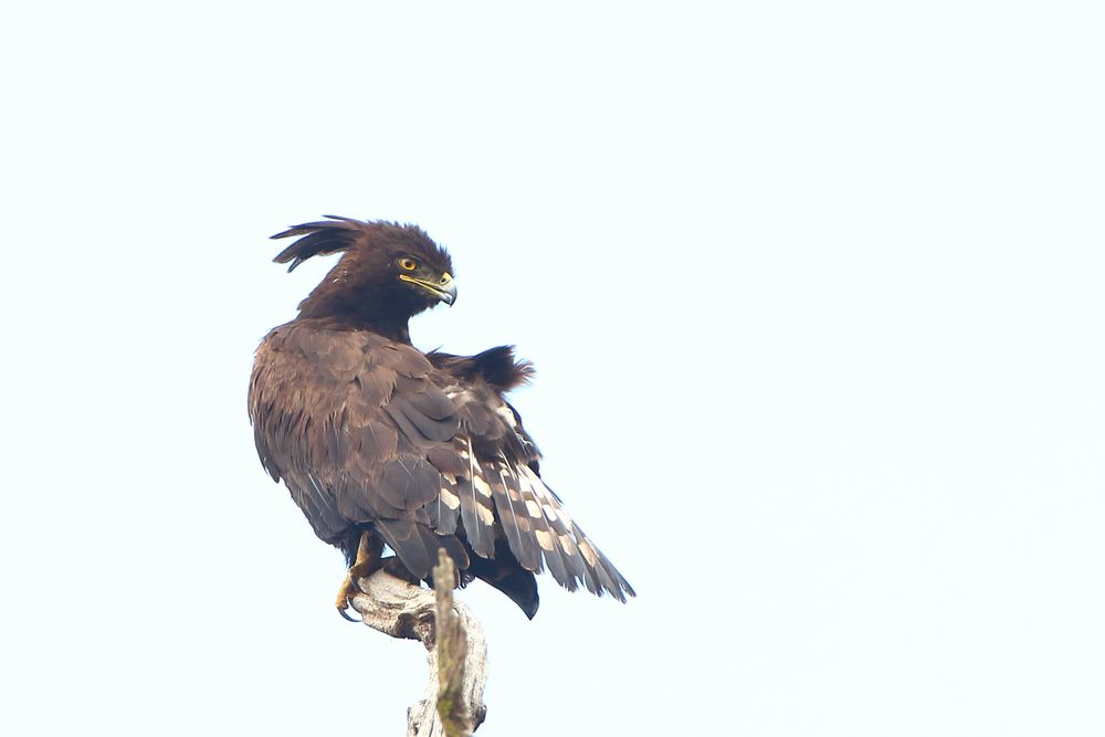 Schopfadler (Lophaetus occipitalis)