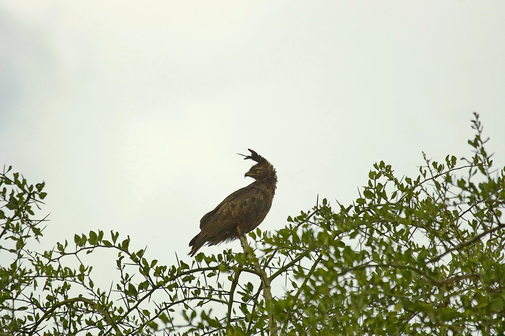 Schopfadler Lophaetus occipitalis