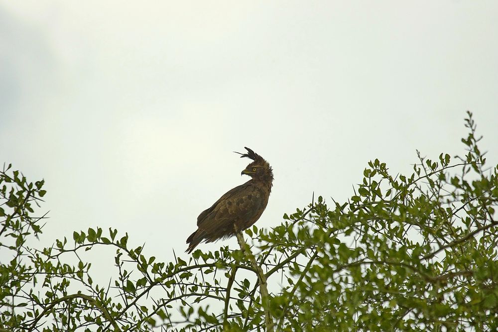 Schopfadler Lophaetus occipitalis Foto & Bild natur, afrika, vögel