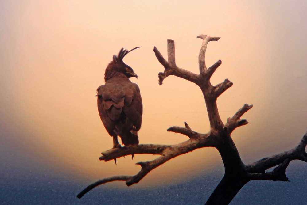 Schopfadler vor dem Sonnenuntergang