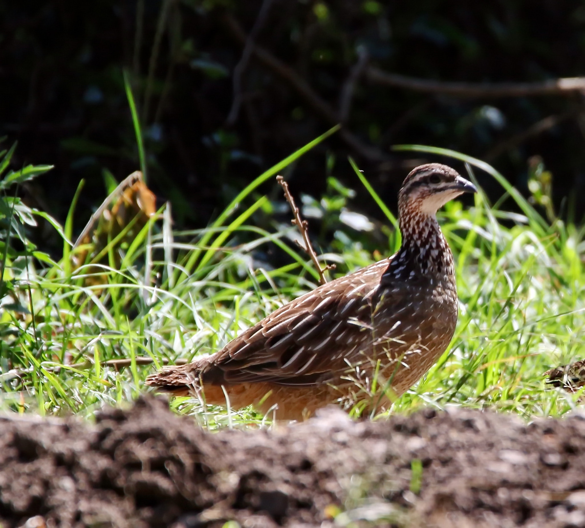 Schopffrankolin (Francolinus sephaena)