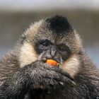 Schopfgibbon