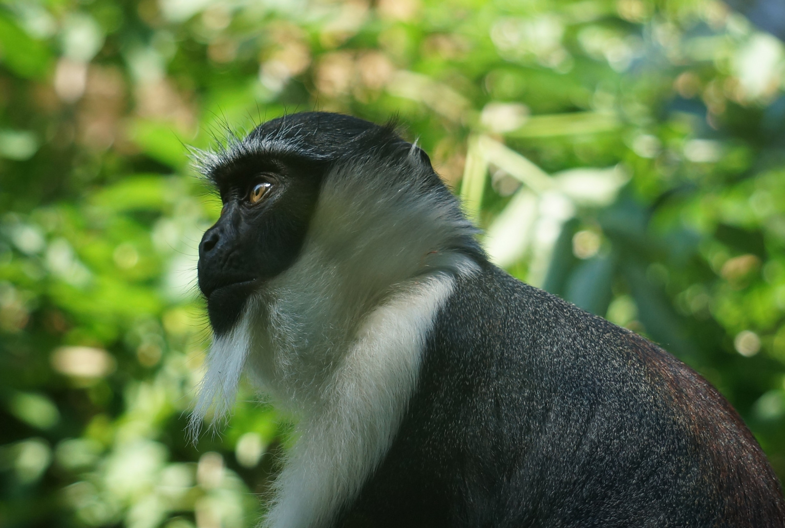 Schopfgibbon