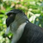 Schopfgibbon