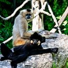 Schopfgibbons Affen im Zoo Hannover