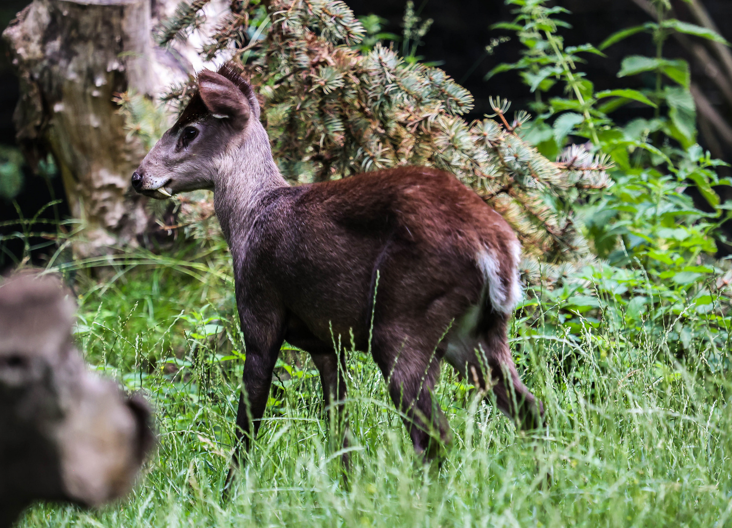 Schopfhirsch