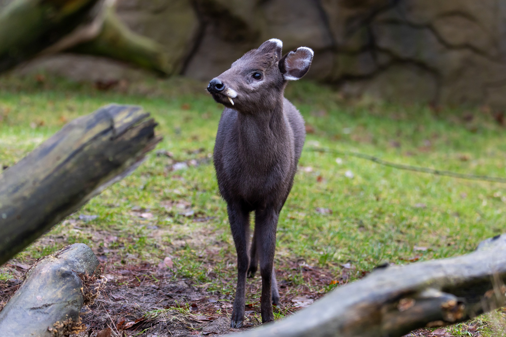 Schopfhirsch