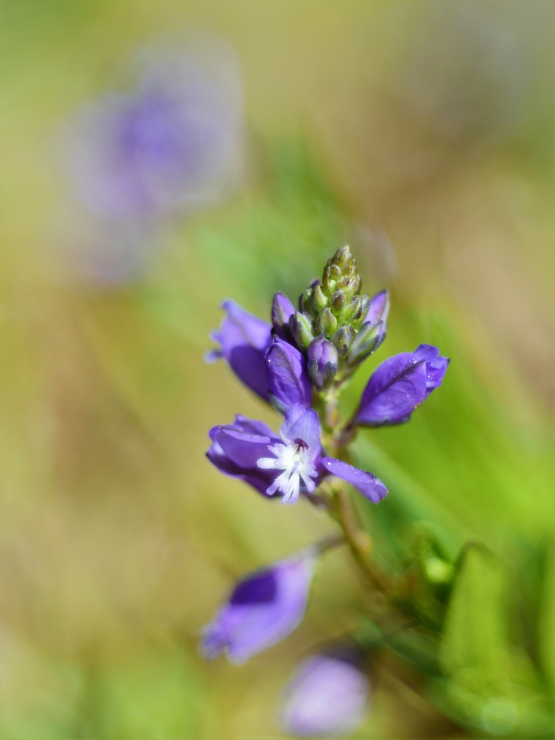 Schopfige Kreuzblume (Polygala comosa)