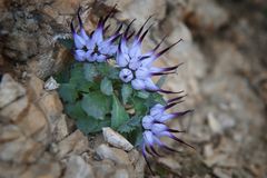 ... Schopfige Teufelskralle - Dolomiten - Südtirol  ...