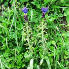 Schopfige Trauben-Hyazinthe bei der Rennweghohle