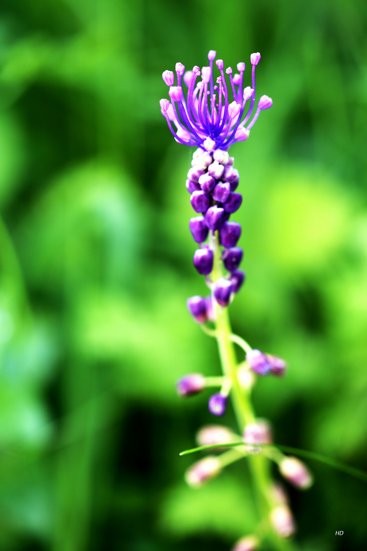 Schopfige Traubenhyazinthe (Leopoldia comosa)