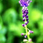 Schopfige Traubenhyazinthe (Leopoldia comosa)