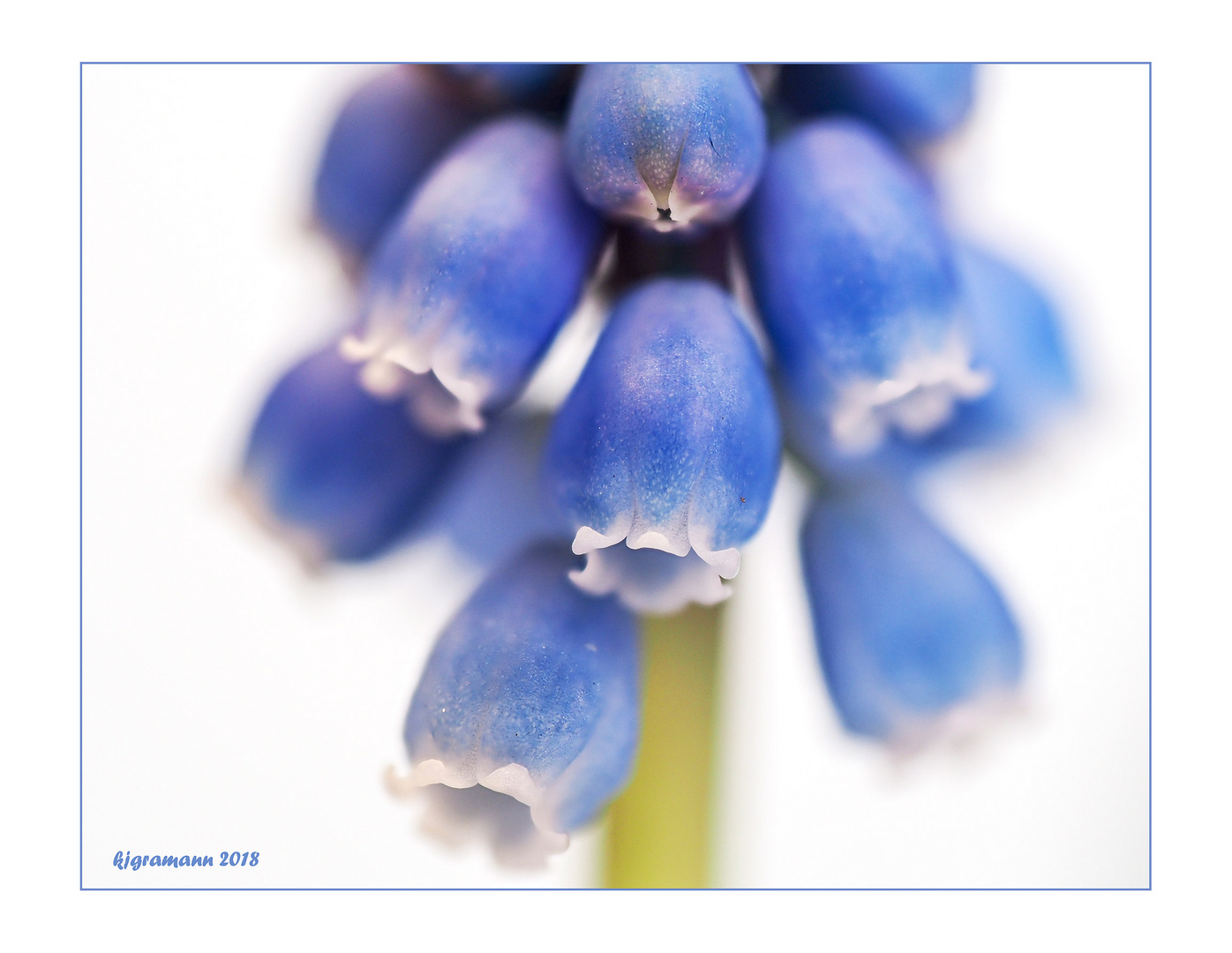 schopfige traubenhyazinthe (muscari comosum).....