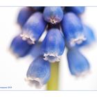 schopfige traubenhyazinthe (muscari comosum).....