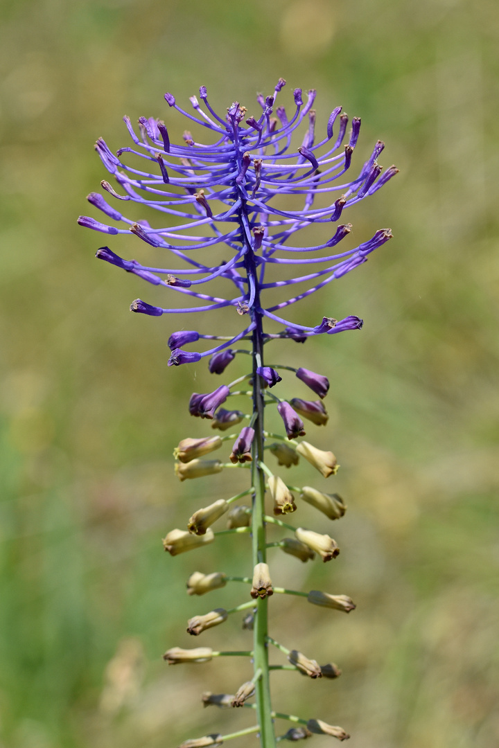 Schopfige Traubenhyazinthe (Muscari comosum)