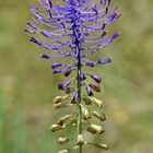 Schopfige Traubenhyazinthe (Muscari comosum)