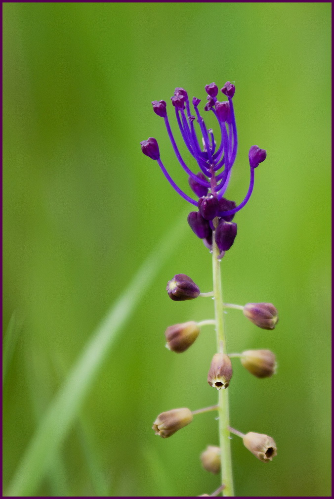 schopfige Traubenhyazinthe (Muscari comosum)