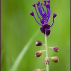 schopfige Traubenhyazinthe (Muscari comosum)