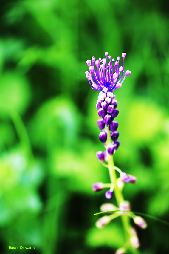 Schopfige Traubenhyazinthe (Muscari comosum)