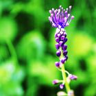 Schopfige Traubenhyazinthe (Muscari comosum)