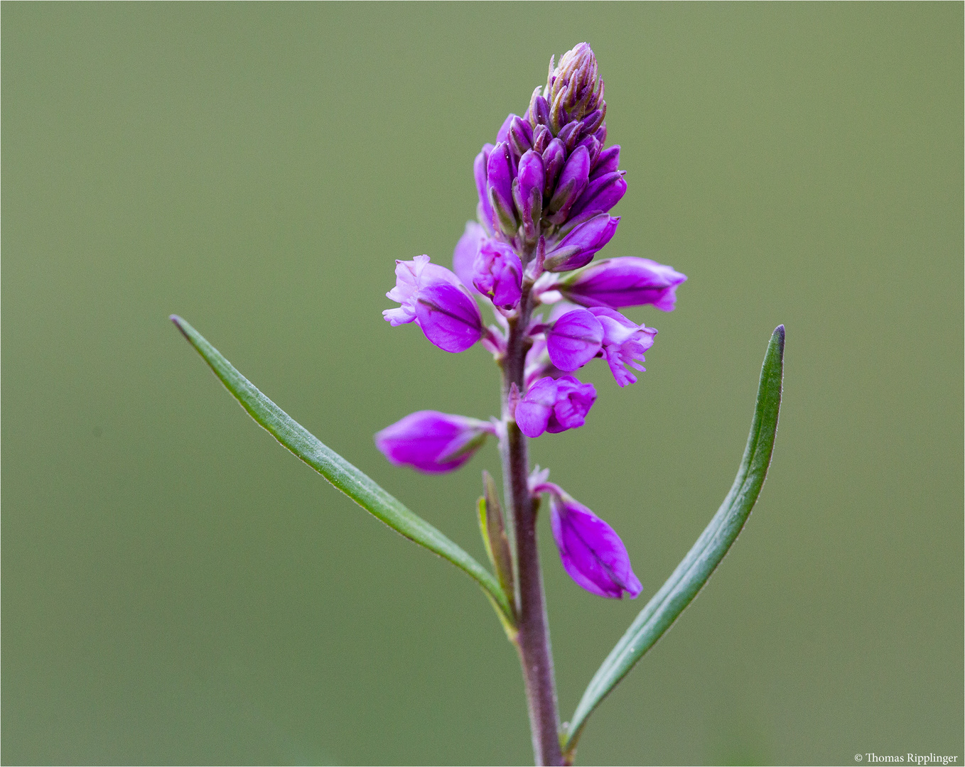 Schopfiges Kreuzblümchen (Polygala comosa) 45