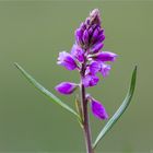 Schopfiges Kreuzblümchen (Polygala comosa) 45