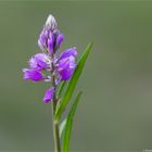 Schopfiges Kreuzblümchen (Polygala comosa)