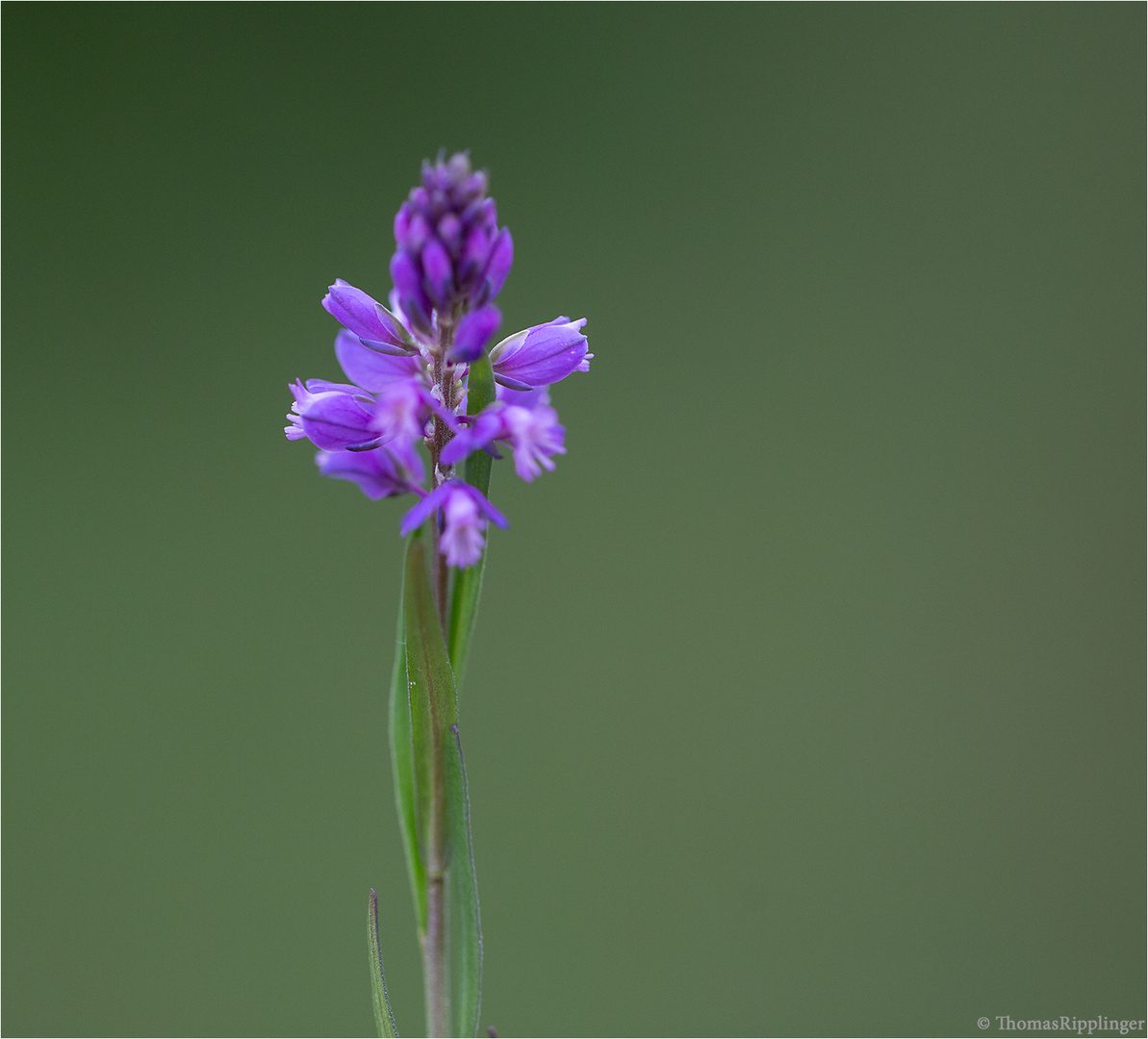 Schopfiges Kreuzblümchen (Polygala comosa)