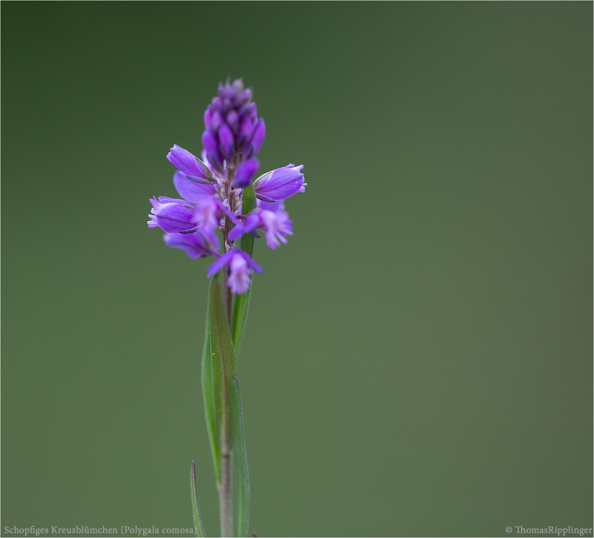 Schopfiges Kreuzblümchen (Polygala comosa) info