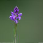 Schopfiges Kreuzblümchen (Polygala comosa) info