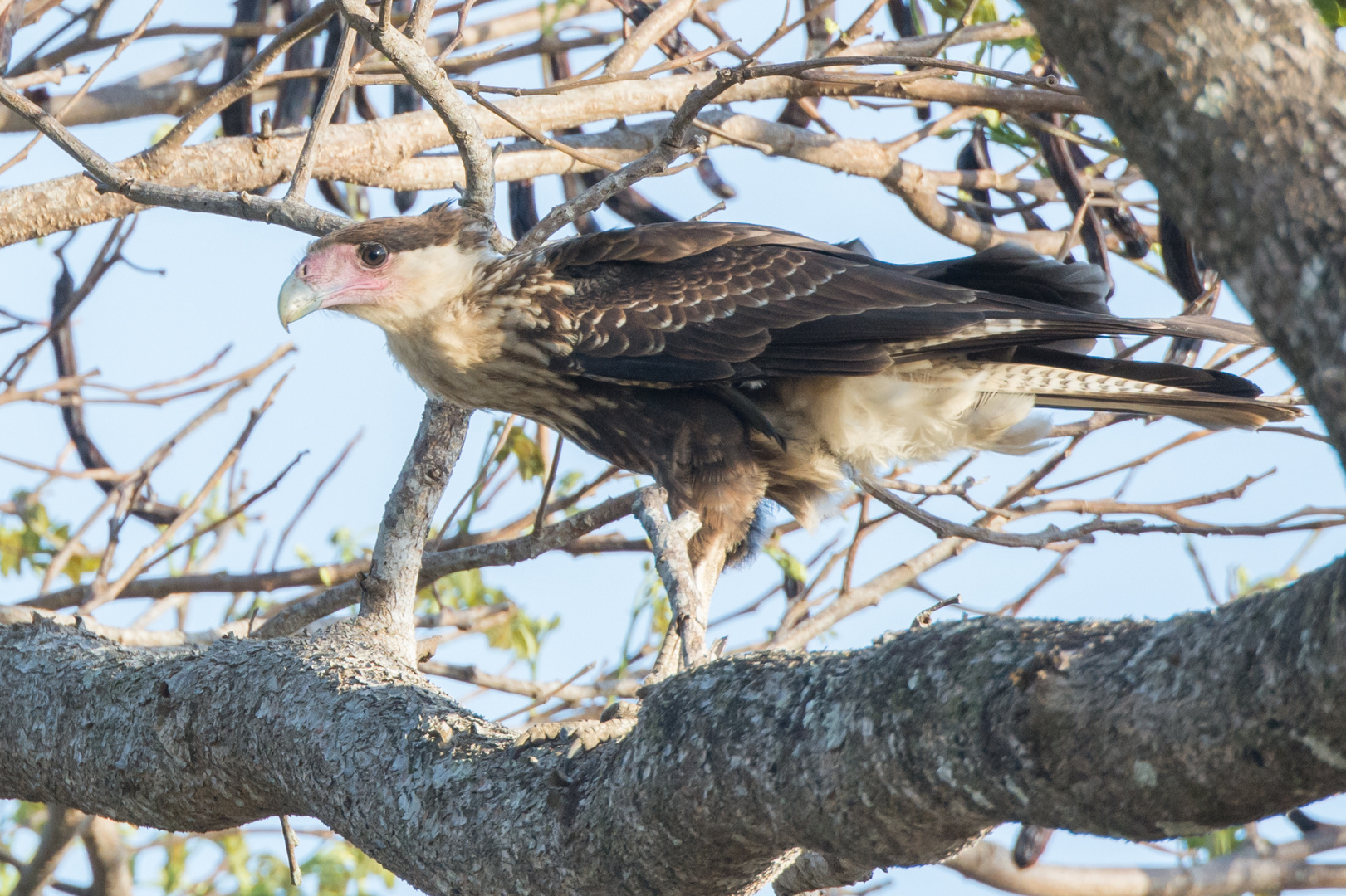 Schopfkarakara (Caracara cheriway), in der Nähe von La Cruz, Costa Rica