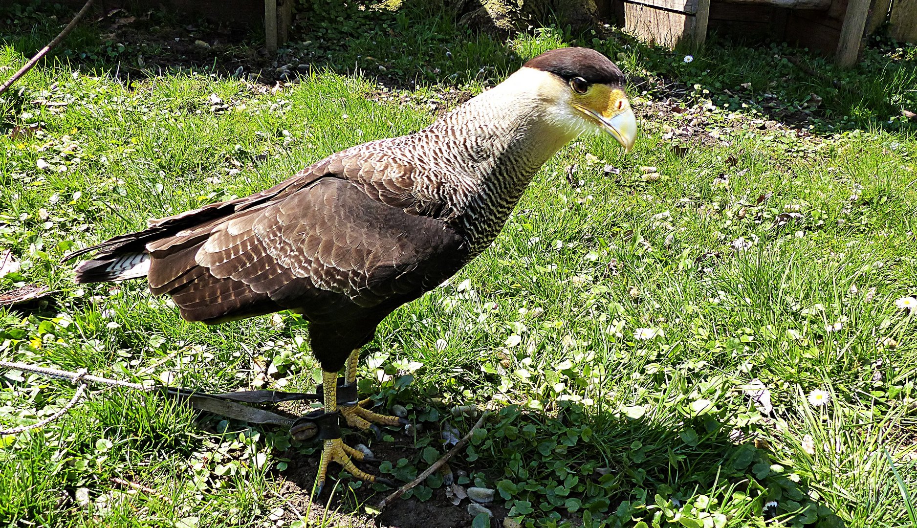 Schopfkarakara Caracara Plancus