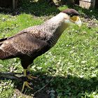 Schopfkarakara Caracara Plancus