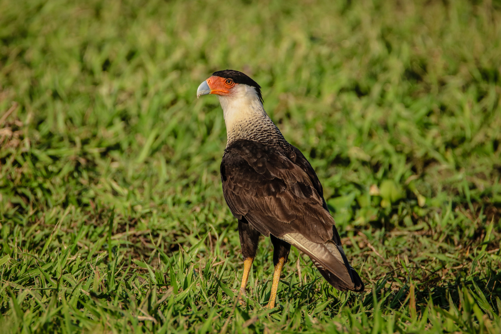 Schopfkarakara (Caracara plancus)