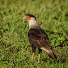 Schopfkarakara (Caracara plancus)