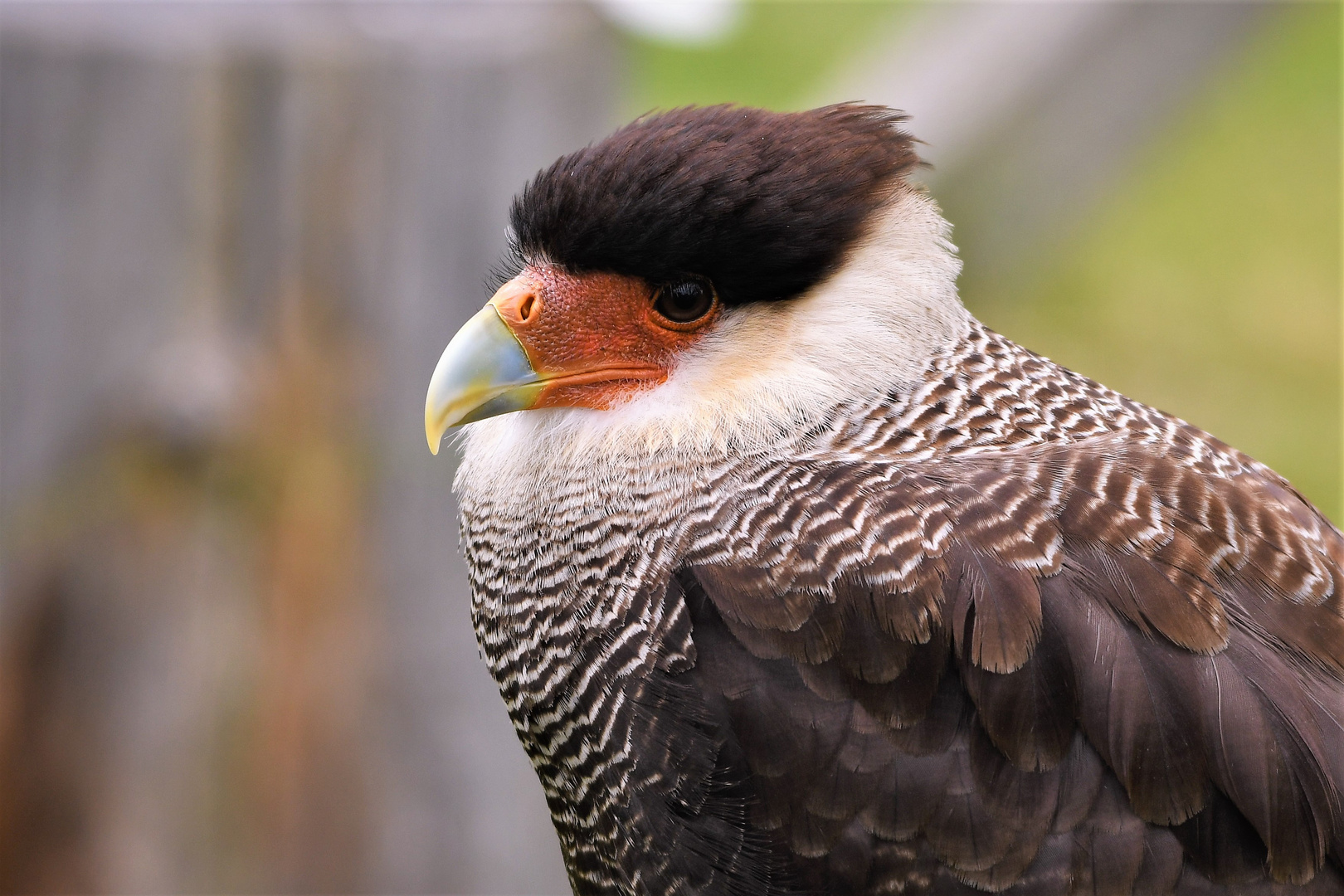 Schopfkarakara (Caracara plancus)