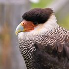 Schopfkarakara (Caracara plancus)