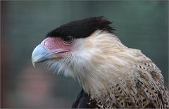 schopfkarakara / southern crested caracara / caracara plancus (56 cm)